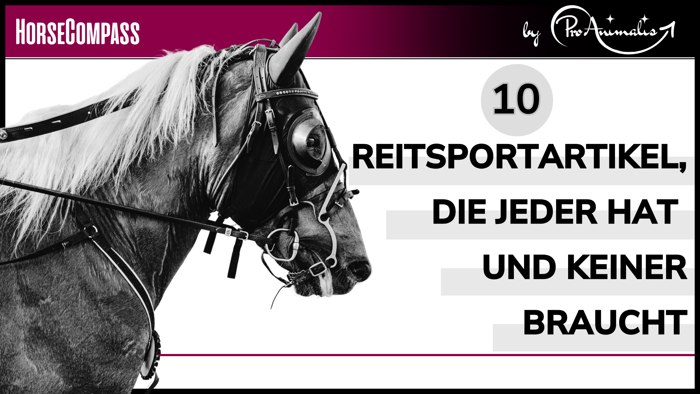 Du betrachtest gerade 10 Reitsportartikel, die jeder hat und keiner braucht