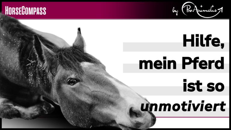 Mehr über den Artikel erfahren Hilfe, mein Pferd ist sooo unmotiviert